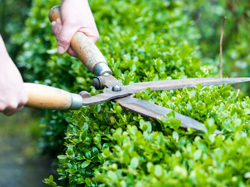 garden hedging townsville