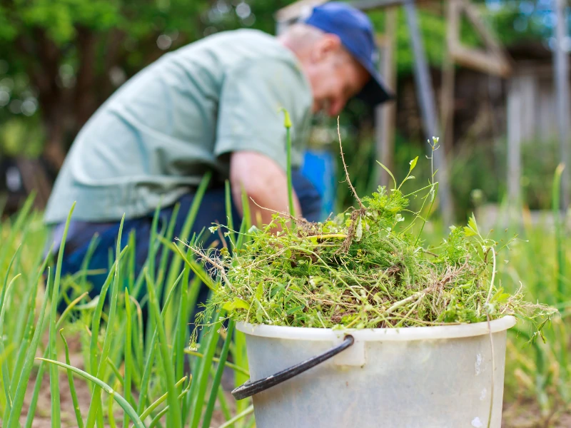 weeding services townsville